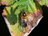Epistrophe eligans